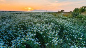 Ромашка луговая. Лечебные свойства