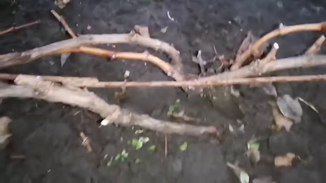 Підготовчий етап виноградних кущів, до укриття після обрізки, вкладання винограду.