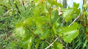 Совиньон Блан (Sauvignon Blanc)