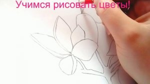 как нарисовать цветы карандашом
поэтапно.