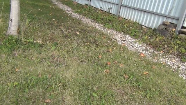 Грибы растут на дачном участке. Выращивание подосиновиков и маслят на дачном участке. смотреть онлайн