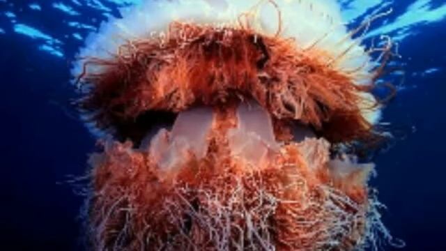 Самые большие медузы мира. смотреть онлайн