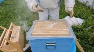 СБОРКА ГНЕЗДА ПЧЕЛ В ЗИМУ. СКОЛЬКО КОРМА ОСТАВИТЬ ПЧЕЛАМ В ЗИМУ. РЕЗУЛЬТАТ ОБРАБОТКИ  БИПИНОМ.