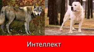 Волк против Алабая. КТО сильнее?!