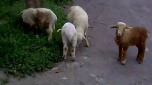 милые барашки)