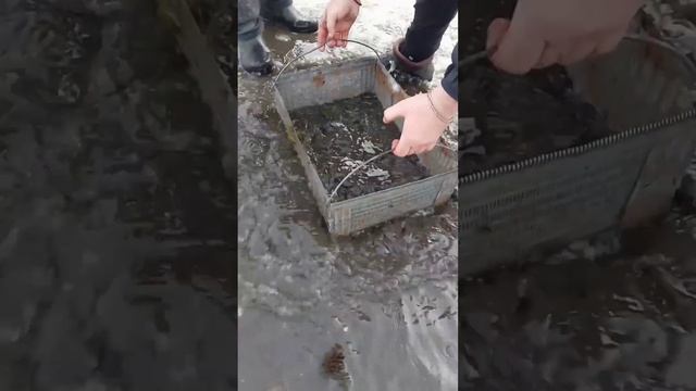 Как намыть мотыля зимой. Самодельная мотыльница 2023