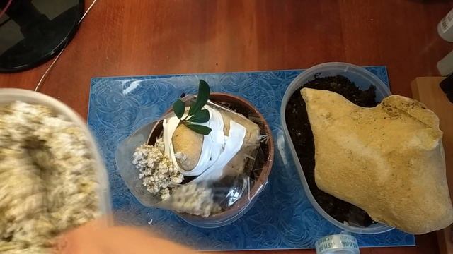 Фикус на камне: крепим черенок. смотреть онлайн