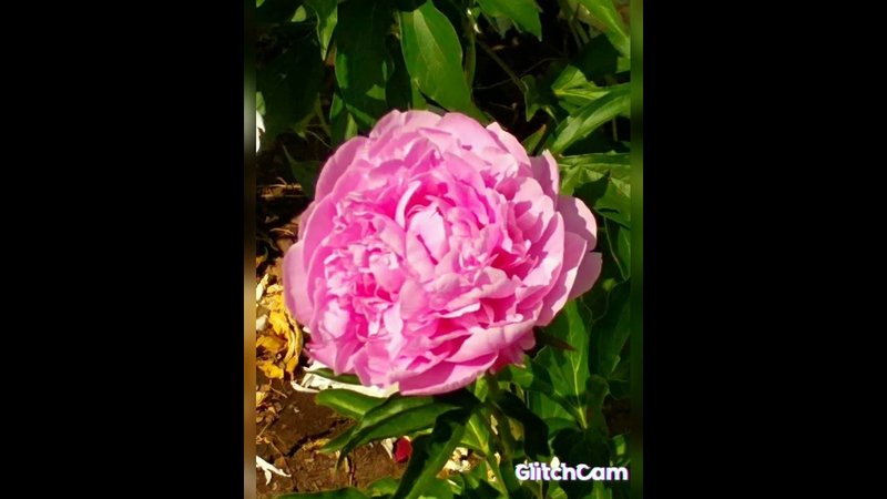 peonies  пион