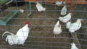 Вопросы по бресс гальскую породу- отвечаем