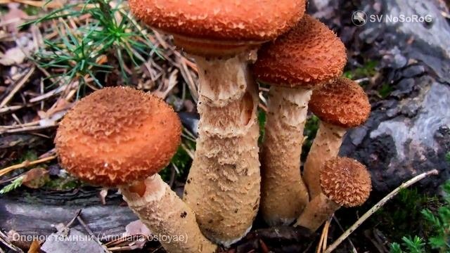 Опенок темный (Armillaria ostoyae)
