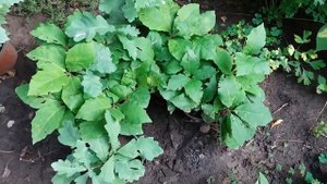 Как вырастить дуб из желудя