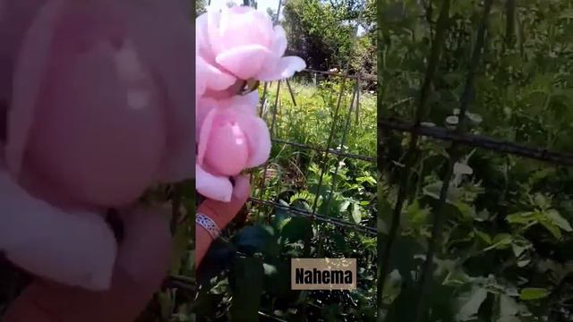 Прекрасная роза Nahema. Прекрасно перенесла ураган и грозу🤗