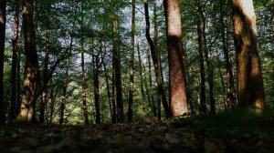 Шум леса (4к) — 4 часа | звуки природы и пение птиц, для релаксации, сна или медитации