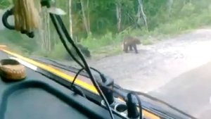 Пионерный  стрежевой