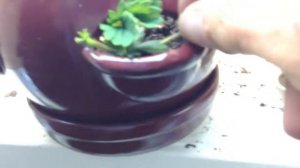 How to propagate strawberries from runners **Update** 2/2