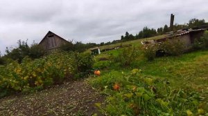 ЛОШАДИ/БЕЛОРУССКИЙ КАЗАК КУПИЛ МОЛОДУЮ ЖЕРОБКУ 1,3 ГОДА