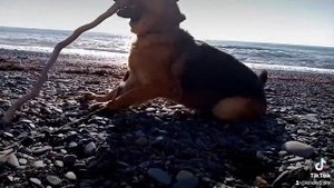 На море с собаками.