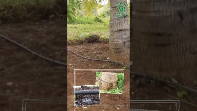 The Deejay's Effective Irrigation System