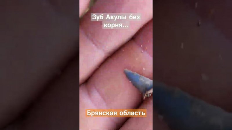 Зуб Акулы Мелового периода, жаль без корня