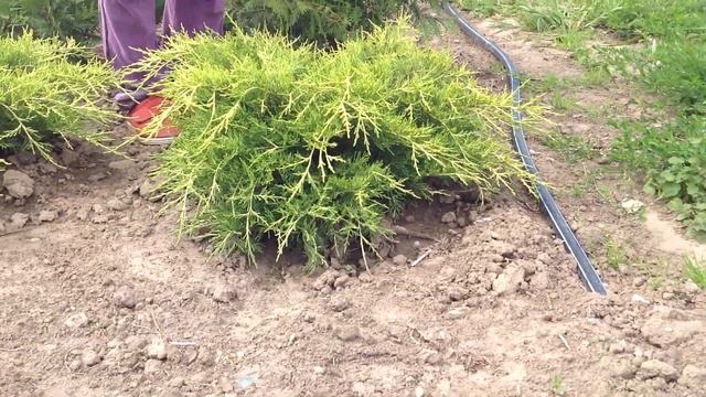 Можжевельник китайский. Juniperus chin. 'Kuriwao Gold' смотреть онлайн