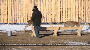 В Волгоградской области появилась оленья ферма