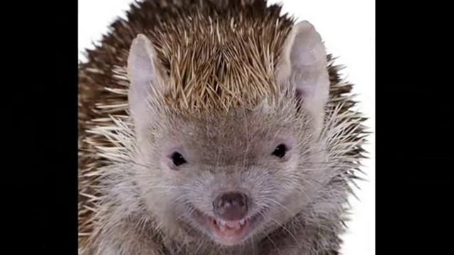 Люди, улыбнитесь миру! смотреть онлайн