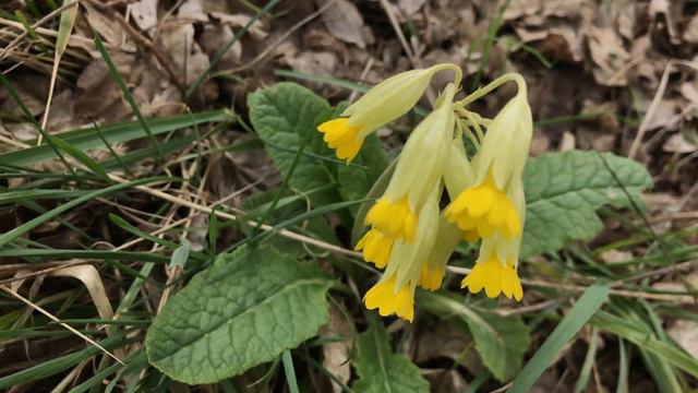 Primevère officinale ou Coucou 'Primula veris' Les jolis calices. смотреть онлайн