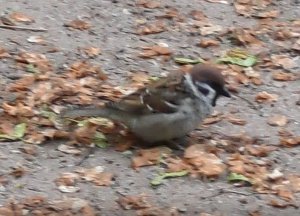 Воробей полевой (лат. Passer montanus)