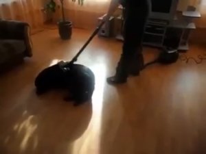 Пёс и пылесос