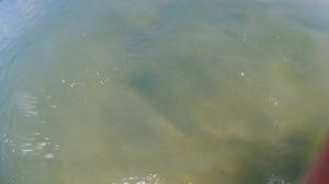 Нарвался на морскую змею в черном море