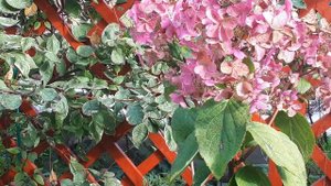 Вимс Ред ( Wim's Red ) или НЕ Вимс Ред, вот в чем вопрос !