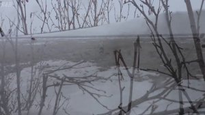 Охота на гуся. 2017.Весна. Крайний Север. НАО.