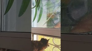 как моя кошка пытается поймать голубя через окно