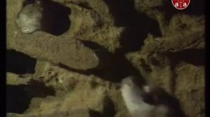 Охота на кролика хорьками