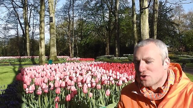Тюльпаны Нидерландов