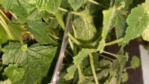 Уход за комнатными цветами в домашних условиях. ТОЛМИЯ размножение. как правильно ЧЕРЕНКОВАТЬ