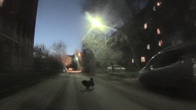 Перцовый баллончик Контроль-УМ против Собак - 5., Перец. г.Омск Город глазами велосипедиста #156 смотреть онлайн