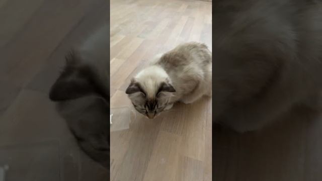 Восстановление паркета своими руками. Покрытие матовым лаком. Результат.