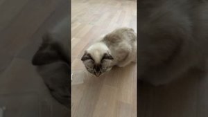 Восстановление паркета своими руками. Покрытие матовым лаком. Результат.