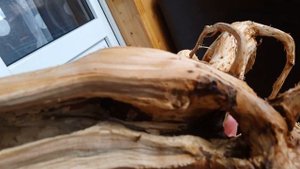 Коряга в аквариум из корня рябины