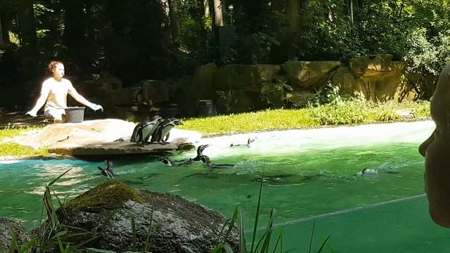 Пингвины в зоопарке Дортмунд 18.06.2017 смотреть онлайн