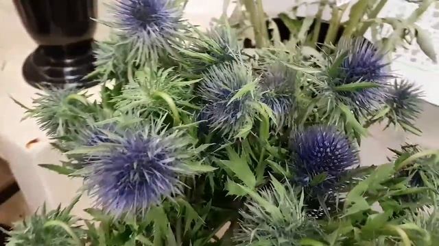 Шефлера, анемон, дельфиниум, банксия, эрингиум, протея, картамус, скобиоза смотреть онлайн