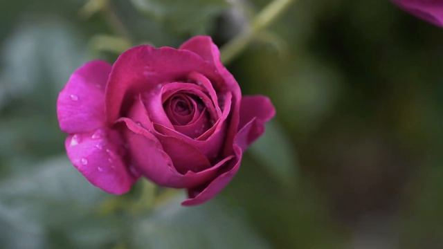 Цветы в саду- розы Кардинал, Мохана, Ингрид Бергман, лилии, лаватера, хоста. Эссе снято на Sigma fp смотреть онлайн