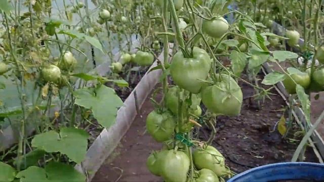 Более-менее полный обзор системы капельного полива в теплице смотреть онлайн