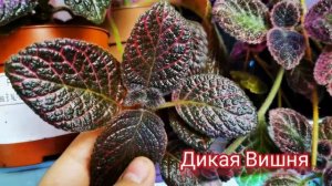 ПОЛНАЯ КОЛЛЕКЦИЯ ЭПИСЦИЙ// Мои любимые растения.