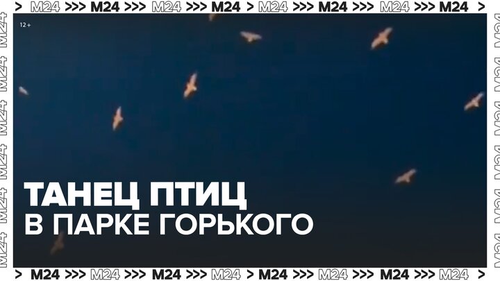 Очевидцы засняли "танец" птиц в парке Горького в Москве - Москва 24