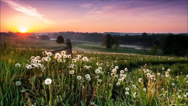 Слайд шоу Одуванчики смотреть онлайн