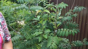 Прививка Груши на Рябине.