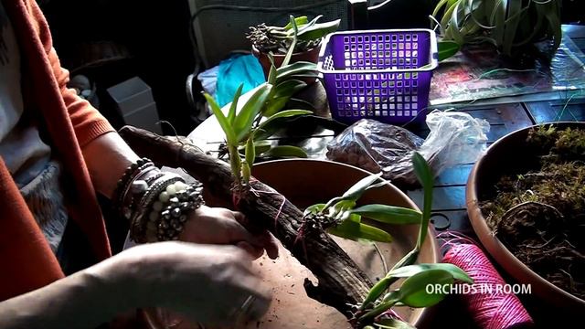 Mounted cattleya orchids 2 смотреть онлайн