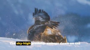 15 EXTREME Wild Animal Fights